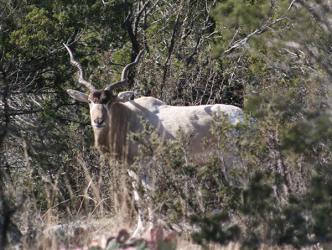 Addax