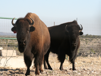 American Bison