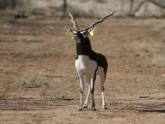 Blackbuck Antelope