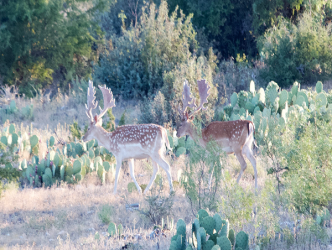 Fallow Deer