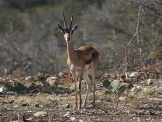 Grants Gazelles