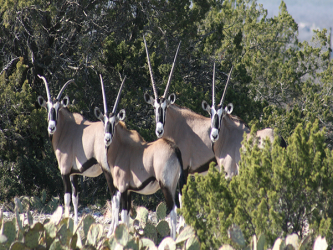 Gemsbok Oryx