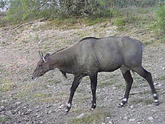 Nilgai Antelope