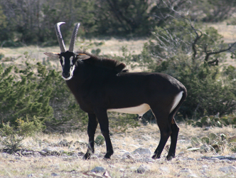 Sable Antelope 2