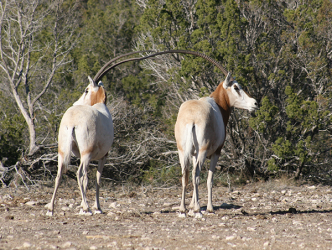 Scimitar Oryx