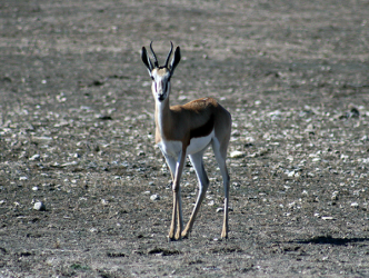 Springbok 3