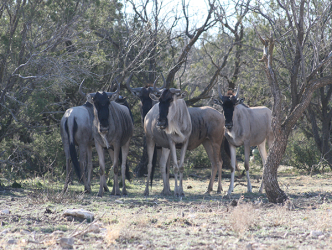 Wildebeest