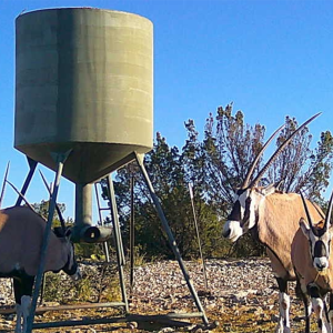 Gemsbok mom and baby