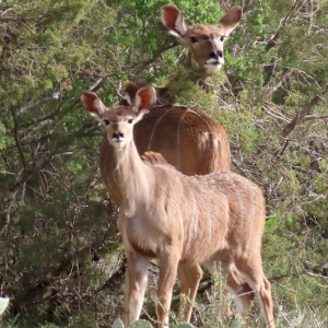 Kudu mom and baby