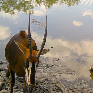 Sable Antelope - Ranch 2