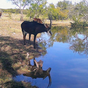 Sable Reflection