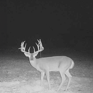 Whitetail 11.20.24