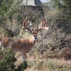 Whitetail