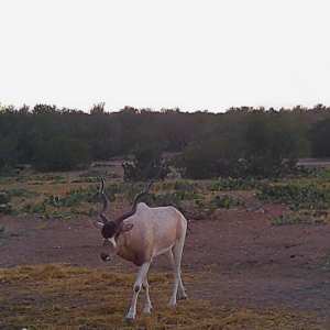 addax