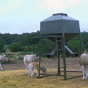 addax 2