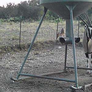 gemsbok group 2