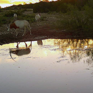 orxy reflection