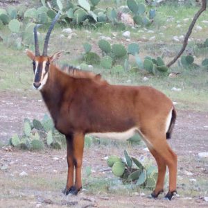 sable Antelope 2