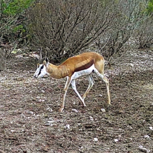 spring bok?