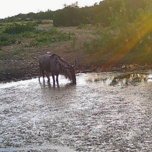 wildabeest drinking